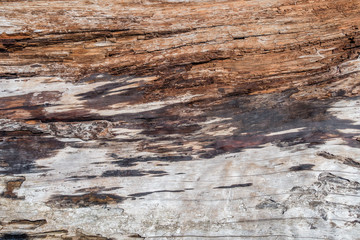 Driftwood Background