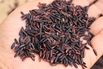 Rice berries