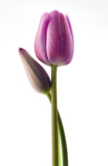 Two hot pink tulips against white background. Closeup. Flower and flower bud. Studio shot,  vertical. Copy space.