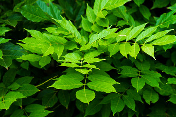 green leaf background
