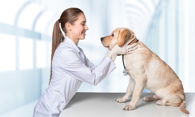 Vet, Pets, Dog.
