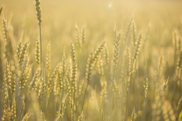 Fototapeta premium Ears of wheat at sunset