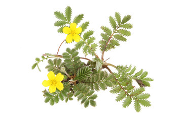 Silverweed