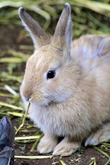 Rabbit eating on a farm