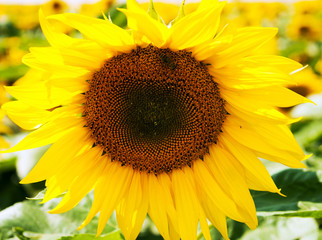 Field of sunflowers