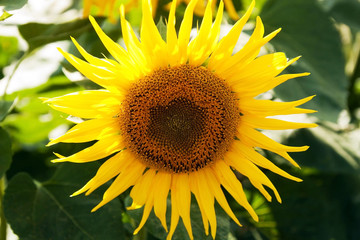 Field of sunflowers