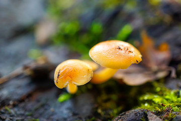 Gemeiner Samtfußrübling