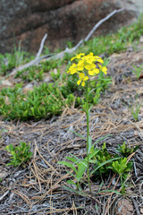 Yellow wild flower, Western Wallflower, Erysimum Asperum,