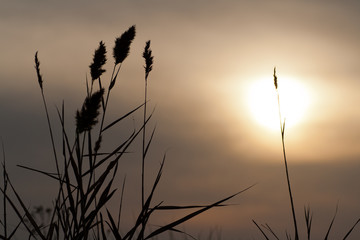 Obraz premium reeds at sunset in silhouette