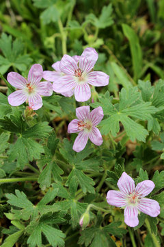 Pink wildflower, Richardson's Geranium, geranium richardsonii, growing on the side of Pike's Peak Mountain in Colorado in the Western United States of America.