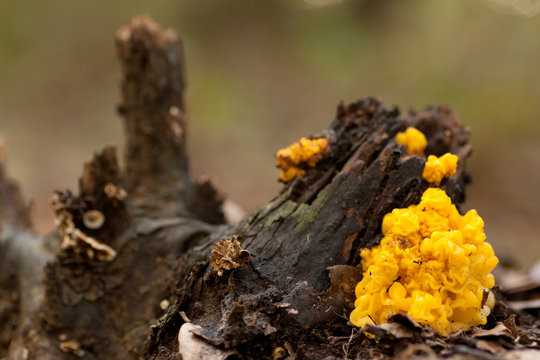 yellow mushroom in the woods