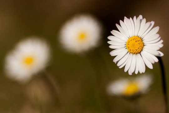 flower daisies