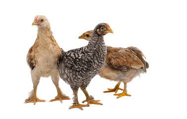 Chickens is standing and looking