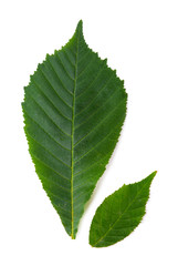 Beautiful green leaves isolated on white