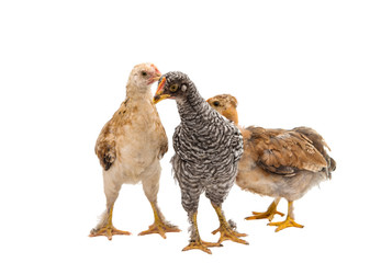 Chickens is standing and looking