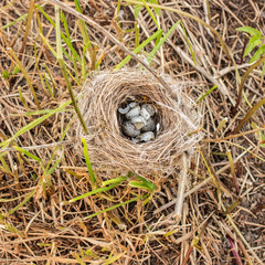 Naklejka na ściany i meble devastated nest with small speckled eggs with damaged shell lies on the grass clippings