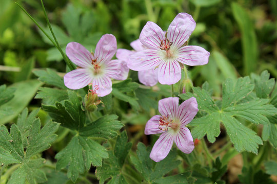 Pink wildflower, Richardson's Geranium, geranium richardsonii, growing on the side of Pike's Peak Mountain in Colorado in the Western United States of America.