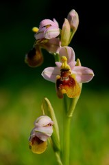 wild orchid © Manolo Tatti