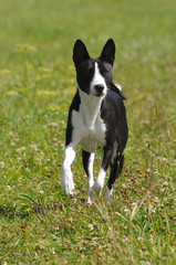 basenji dog running 