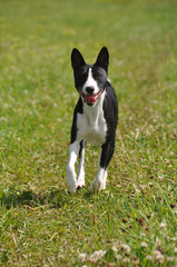 basenji dog running 