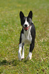 basenji dog running 