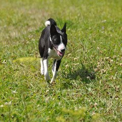 basenji dog running 