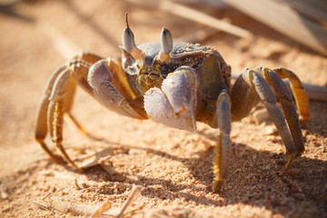 Red Sea ghost crab, Ocypode saratan