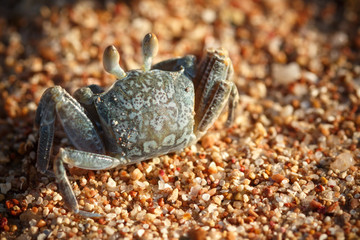 Red Sea ghost crab, Ocypode saratan