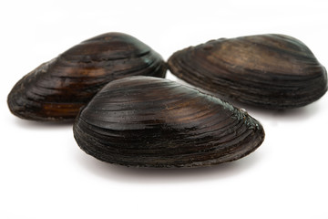 mussels