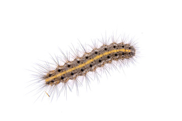Colored caterpillar on a white background