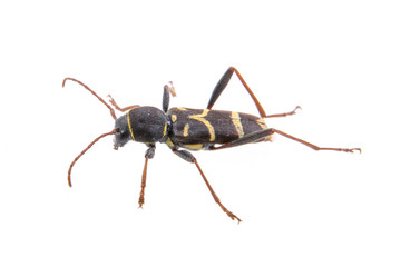 Yellow black bug on a white background