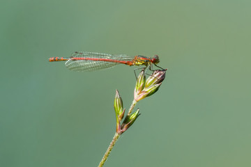 Red dragonfly on the flower
