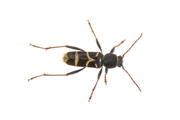 Yellow black bug on a white background