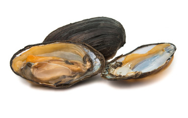 mussels