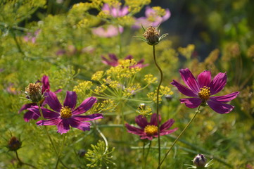 Летом в нашем садике