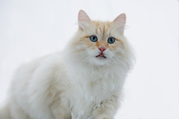 Fototapeta na wymiar fluffy white ginger adult cat for a walk