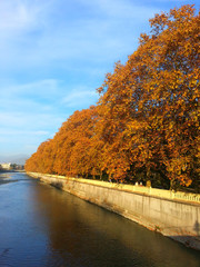 Золотая осень, желтые листья на деревьях платана и голубое небо, набережная реки Сочи © lana4ka