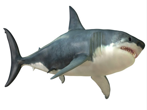 Great White Shark Female - The Great White shark can grow over 8 meters or 26 feet and live to 70 years of age.