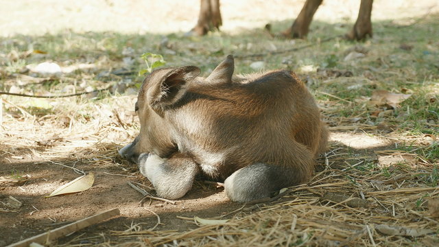 Baby buffalo lying on grass in the shade of trees
