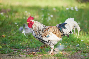 rooster or chicken on traditional free range poultry farm