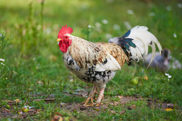 rooster or chicken on traditional free range poultry farm