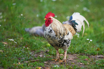 rooster or chicken on traditional free range poultry farm