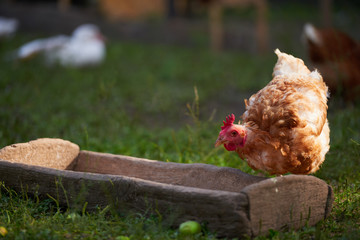 Chicken on traditional free range poultry farm