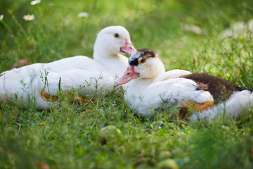 Young ducks