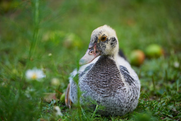Young duck