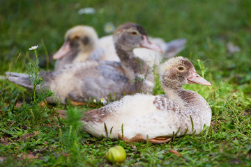 Young ducks