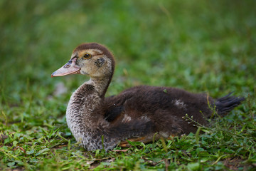 Young duck