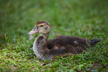 Young duck