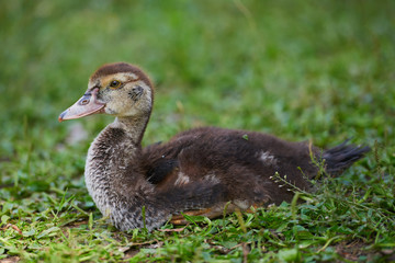 Young duck