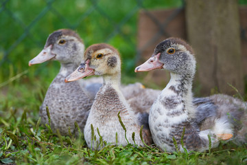 Young ducks
